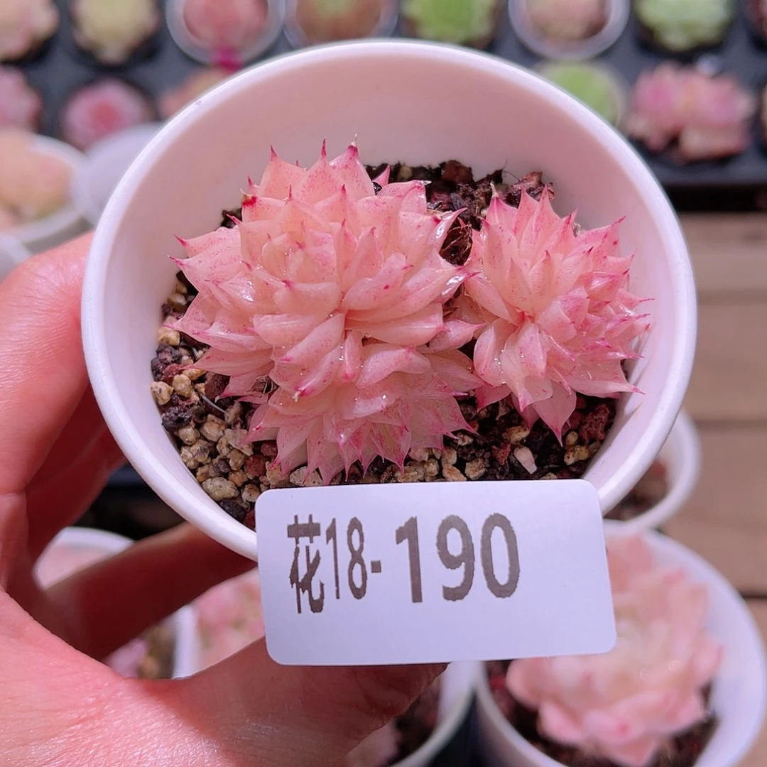 花利美18-190麦秆