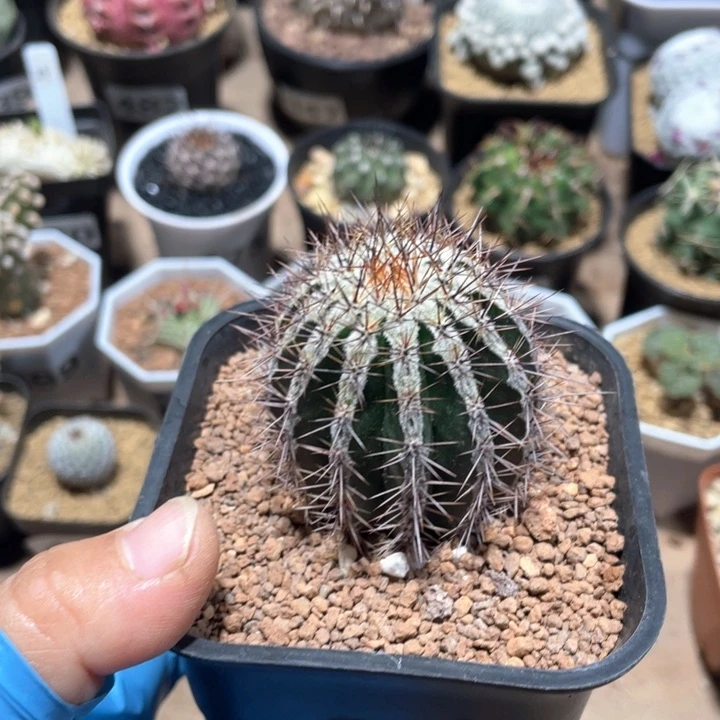 452实生西瓜球植物