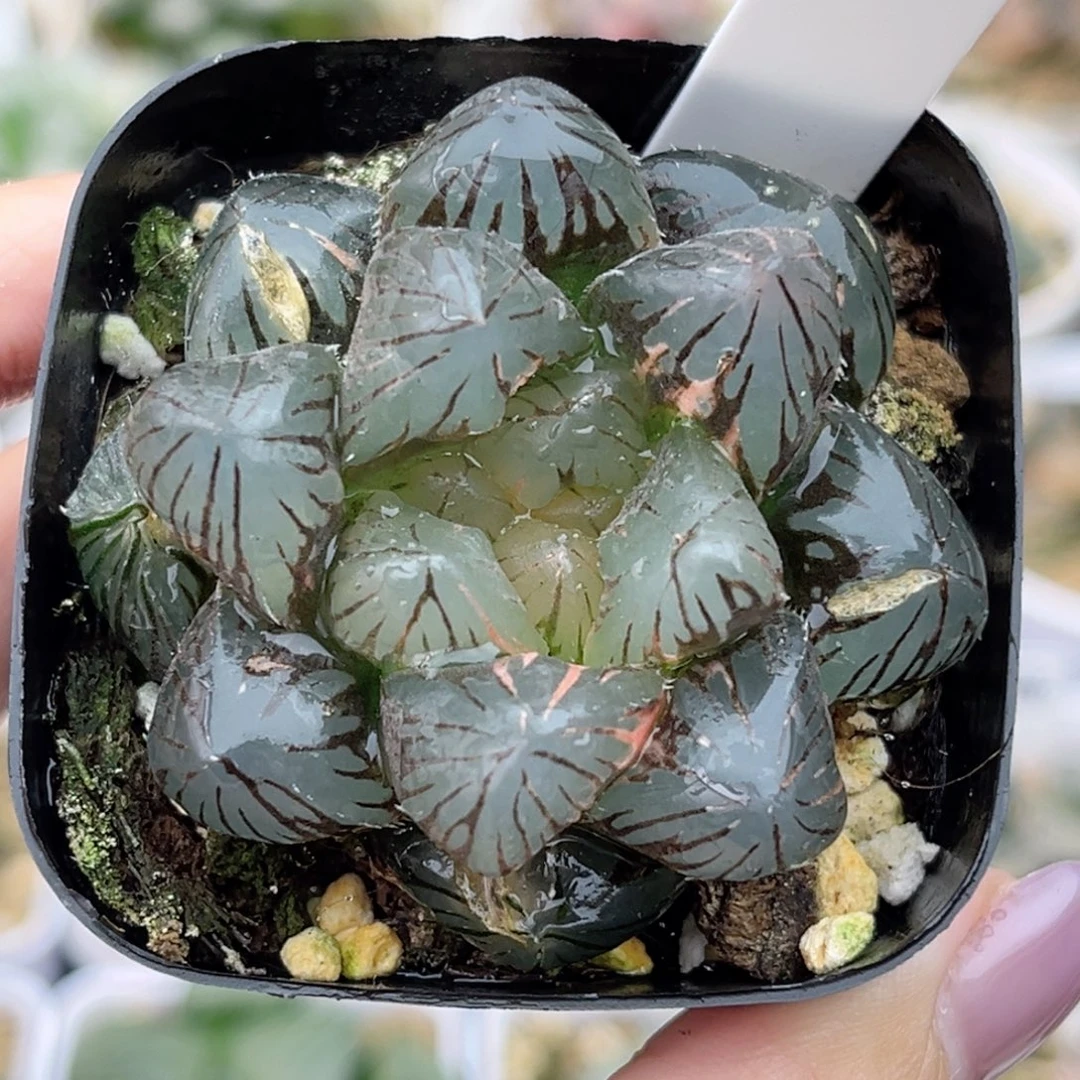 美***597OM玉露锦福利专场