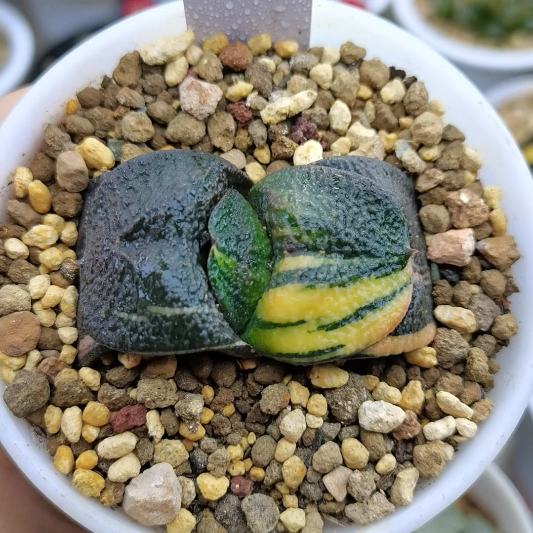 175号实生卧牛锦一物一拍带盆土发货