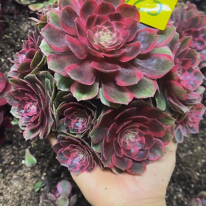多肉植物福利活动925号