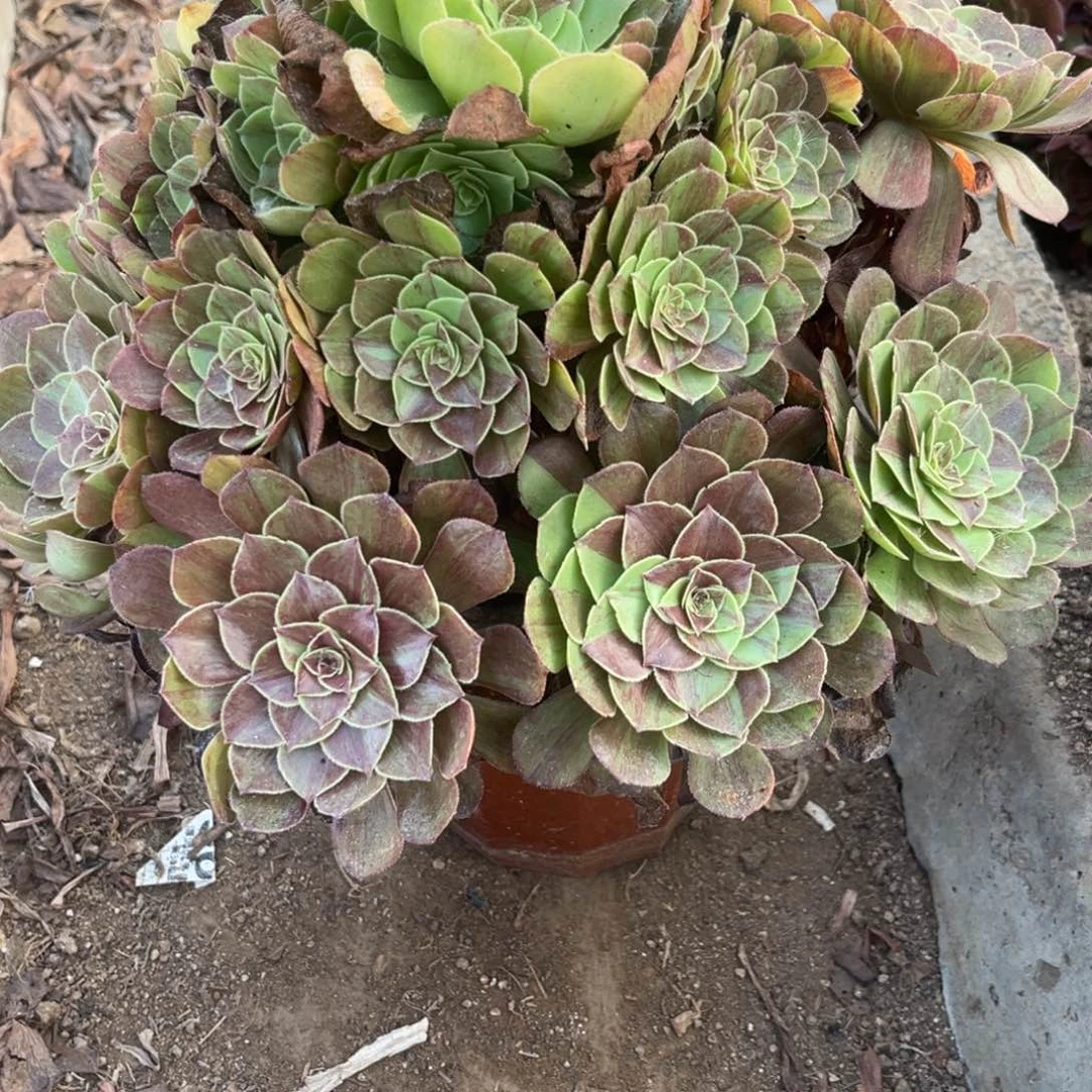 花月夜416号多肉法师