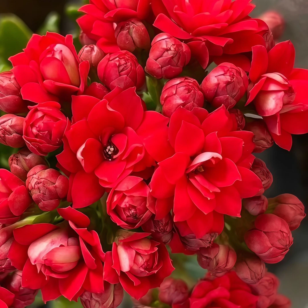 火焰红长寿花苗【带原土发货】桌摆盆栽绿植四季开花混色新品种花卉