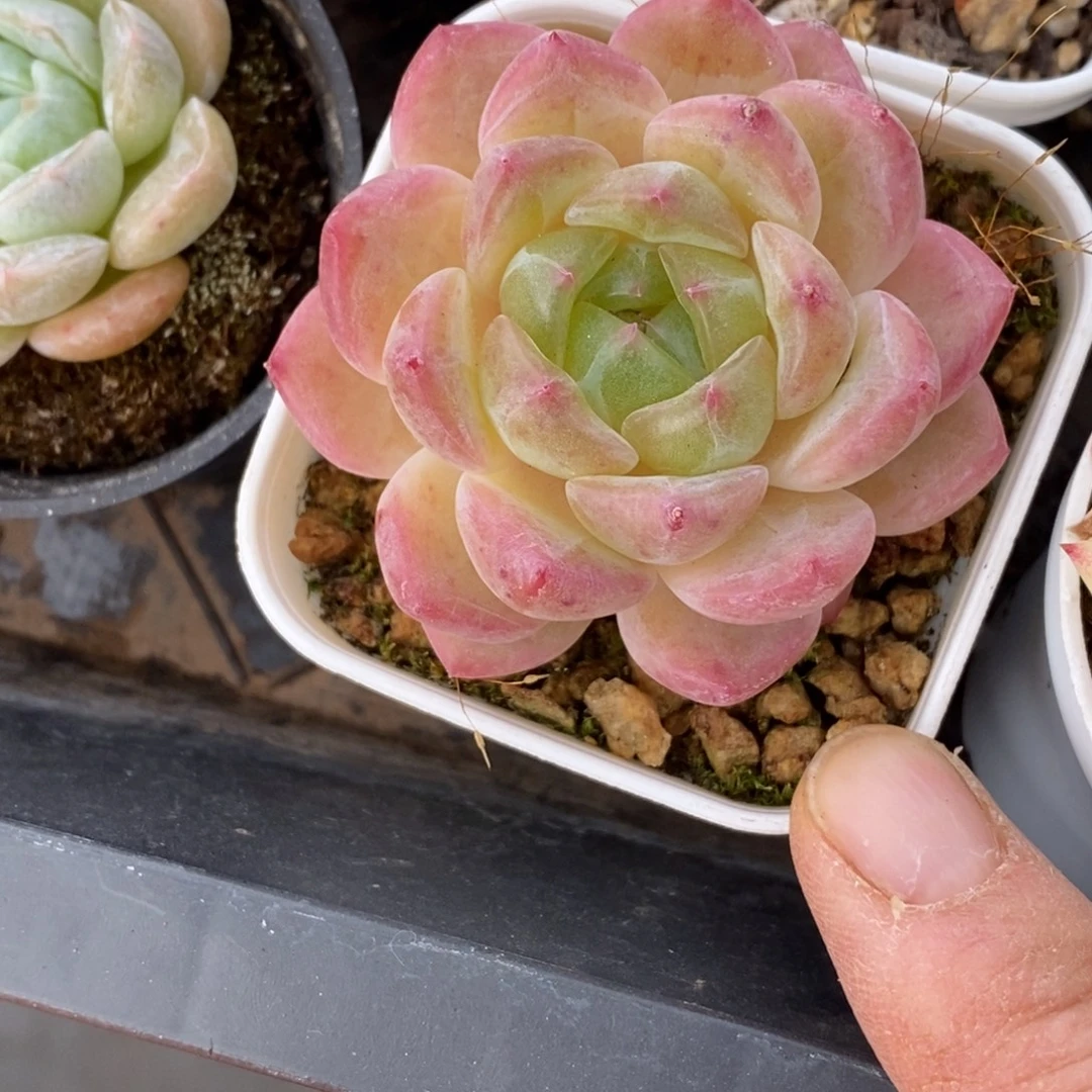 精品多肉一物一拍不包整372