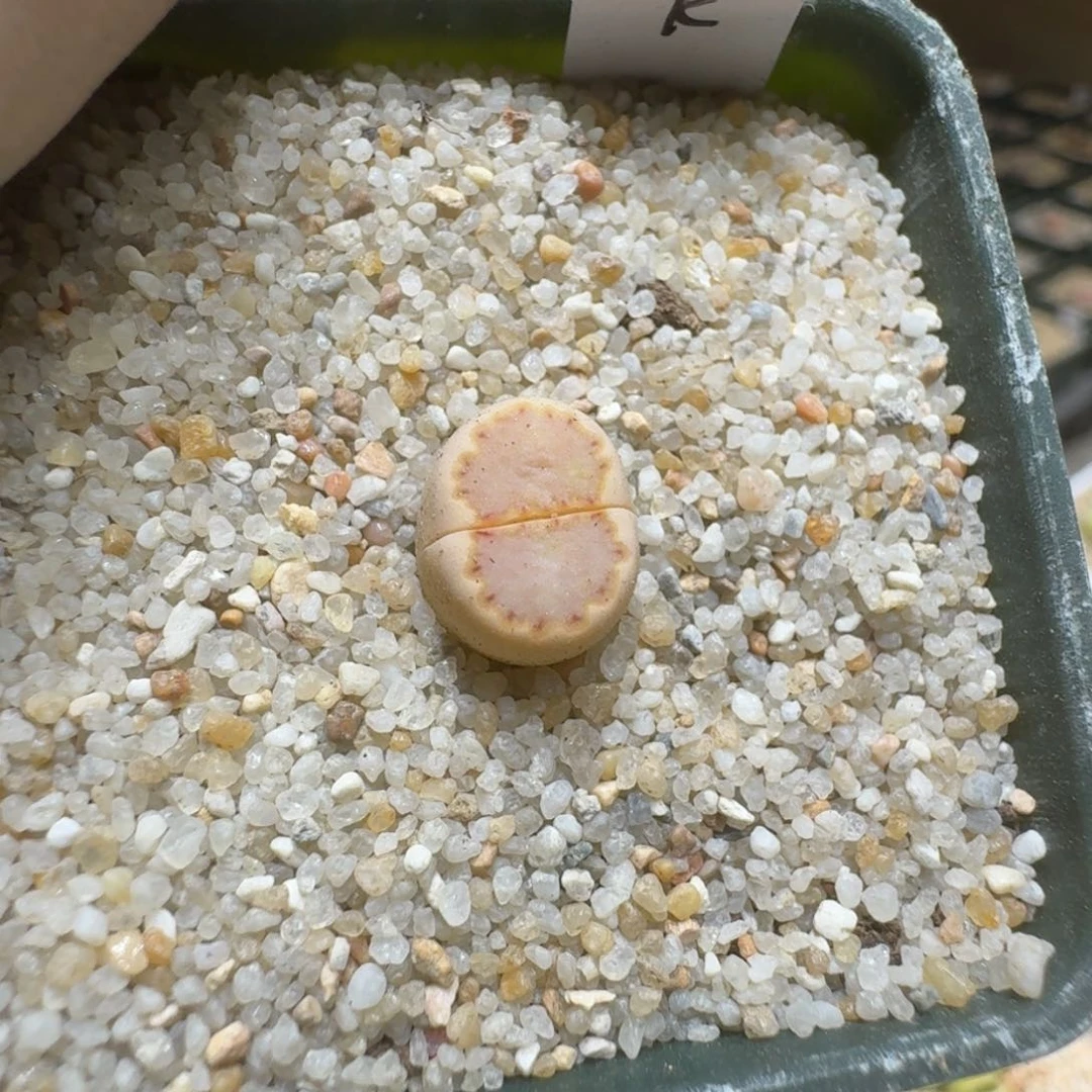 一**莓0307-59饼干编号k