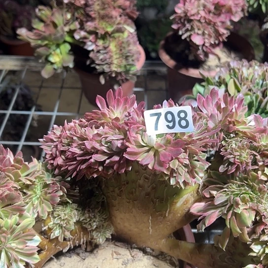 库***格多肉植物一个微瑕798