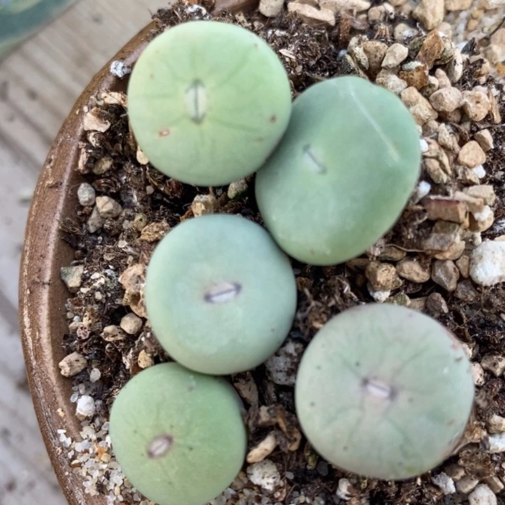 1819一组大型嘟嘴一组