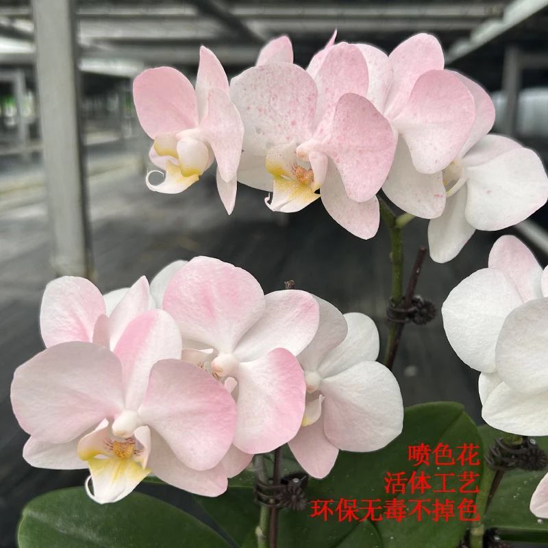 蝴蝶兰水蜜桃带花活体工艺喷色花室内绿植花卉基地直发