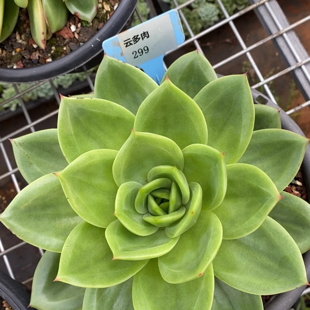 L299翠鸟直播福利