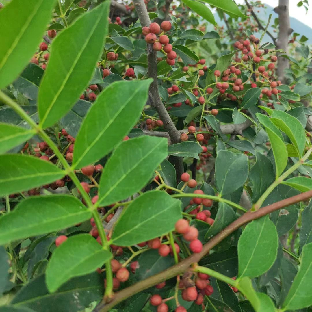 qog danlik kawawiqin kuqat新鲜大颗粒大红袍树苗