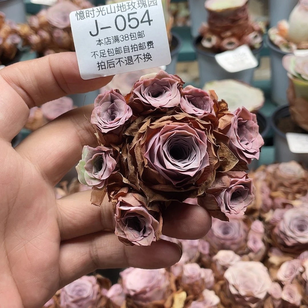 不知名福利054一物一拍