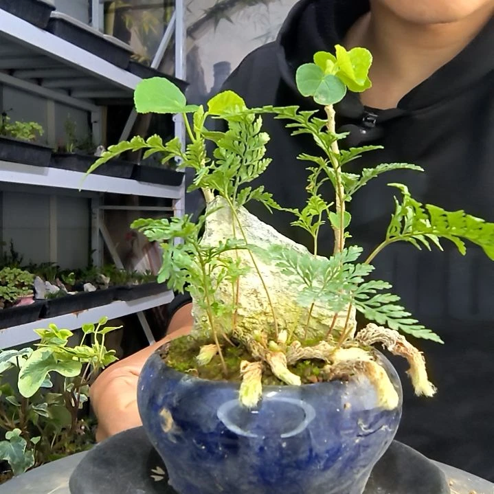 沙*中青园艺一物一拍55