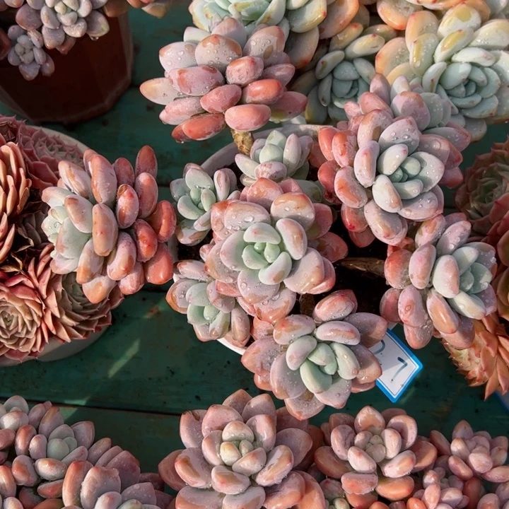 27洛神平平安安健健康康