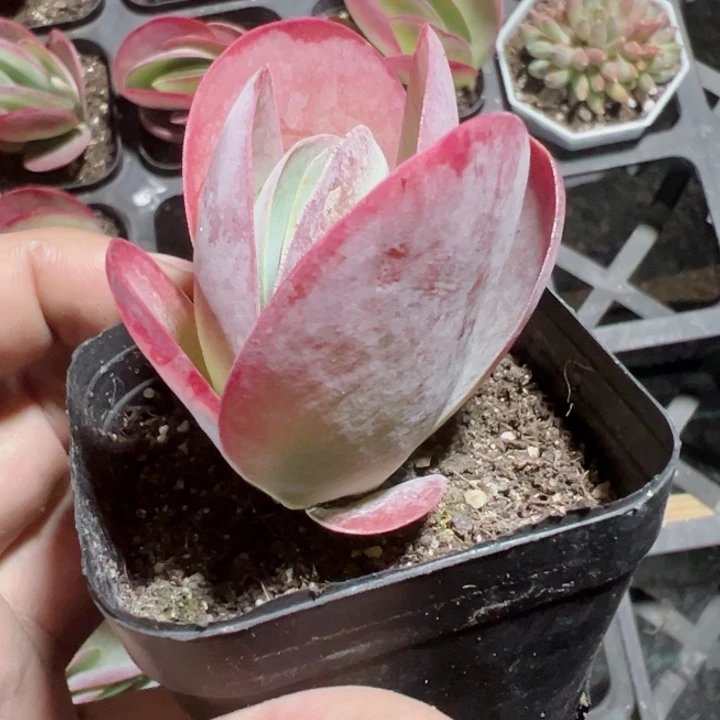 唐印精品多肉植物大战