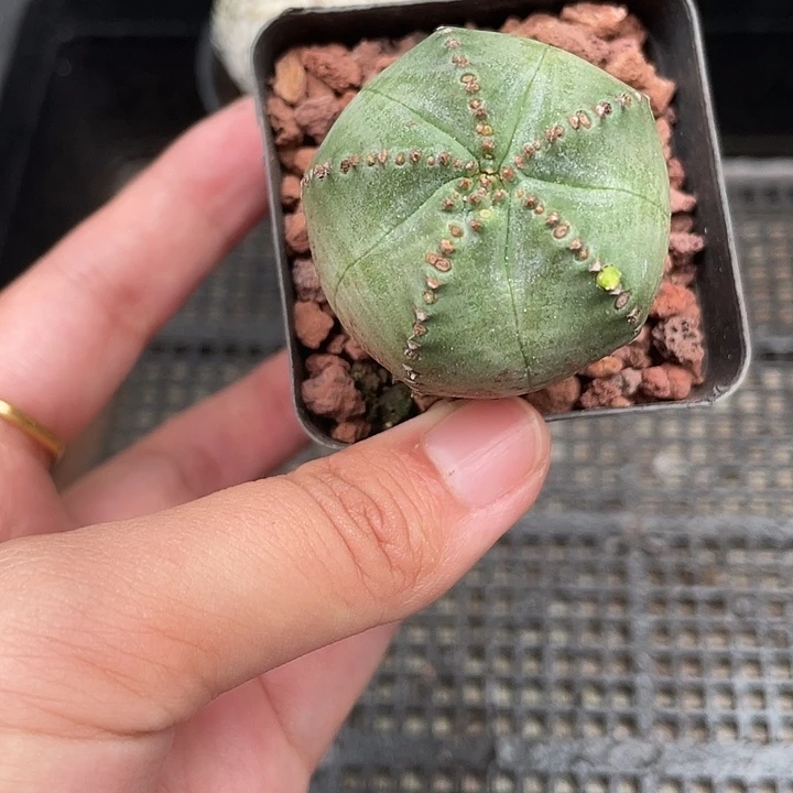 154子吹布纹球 仙人球