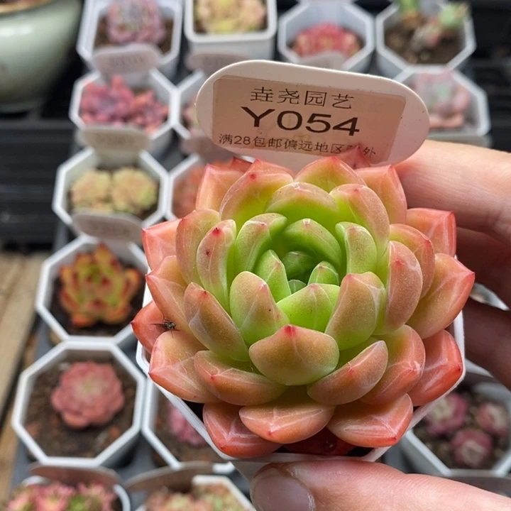 0054！不知名 6cm