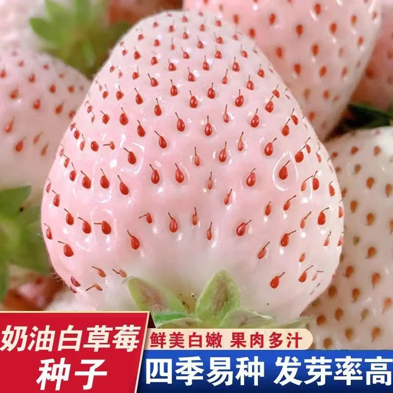 白草莓种子四季盆栽奶油白草莓种子室内阳台盆栽优质水果草莓种子