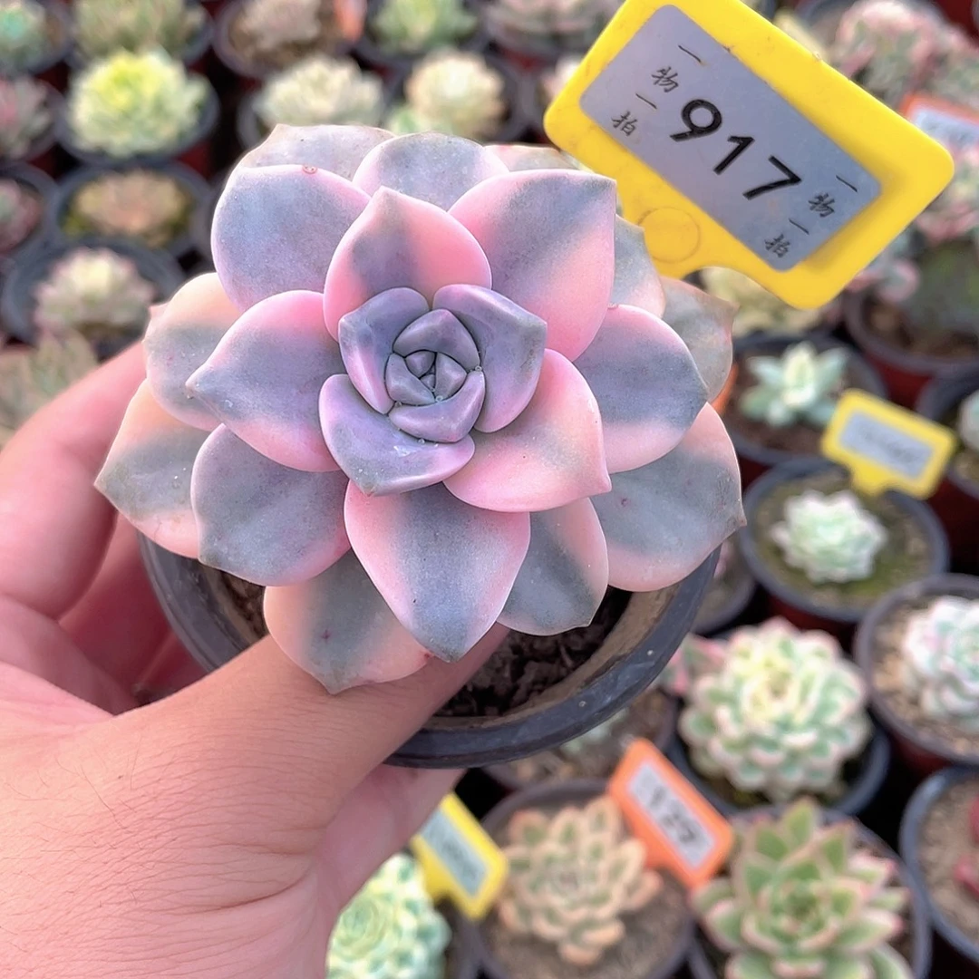 917号紫乐锦多肉植物