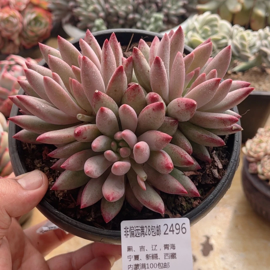 【闪购商品】2496虞美人