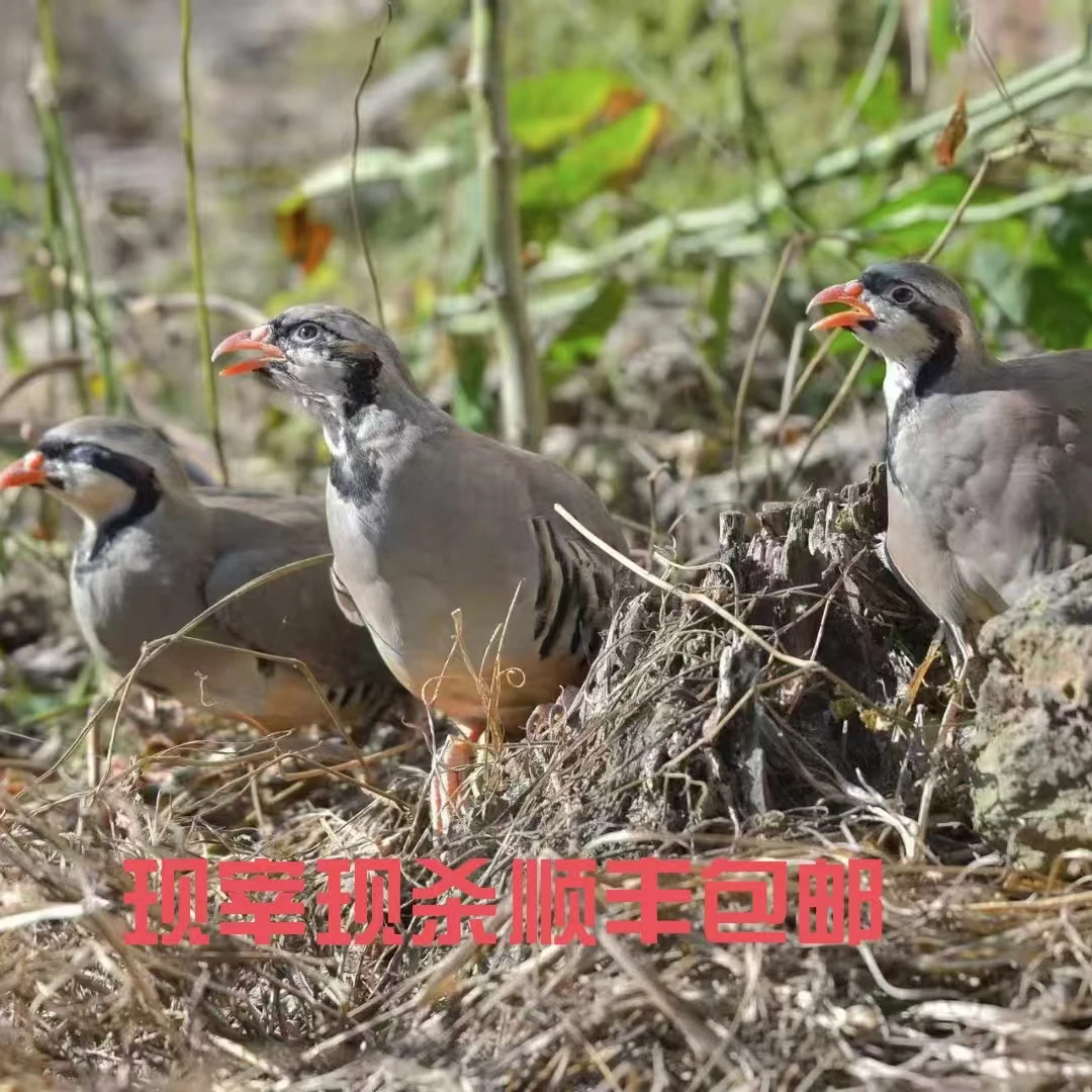 【粉丝福利四只】现宰现杀咕咕鸡呱呱鸡顺丰冷链包邮到家