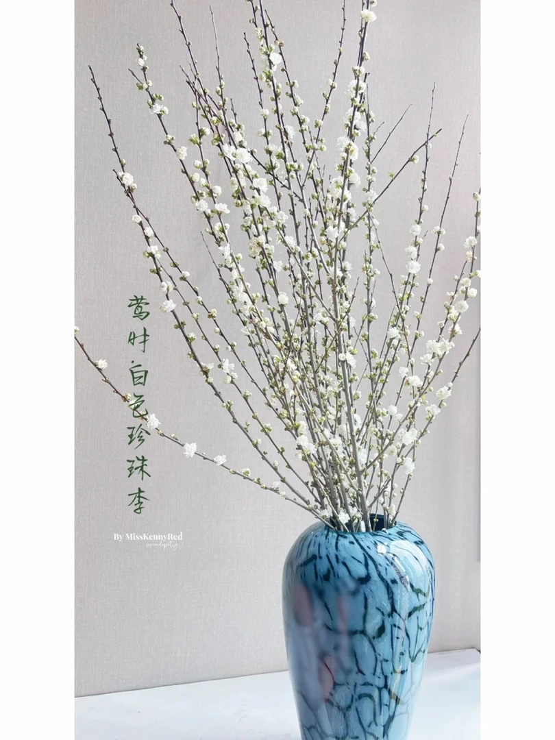 婵之语优选珍珠李 开花仙气满满