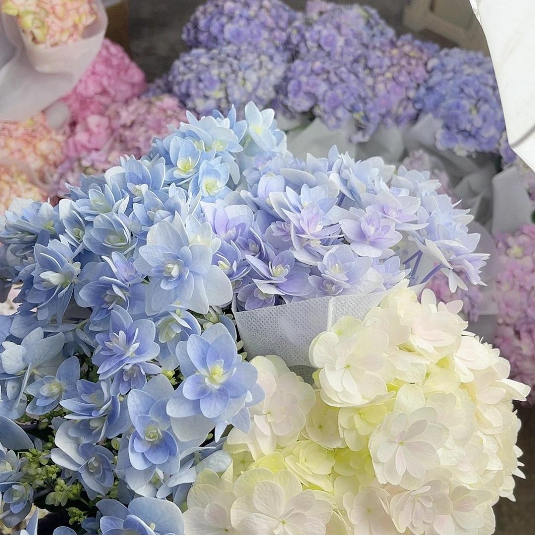 ～***～全部花苞绣球花4号4枝