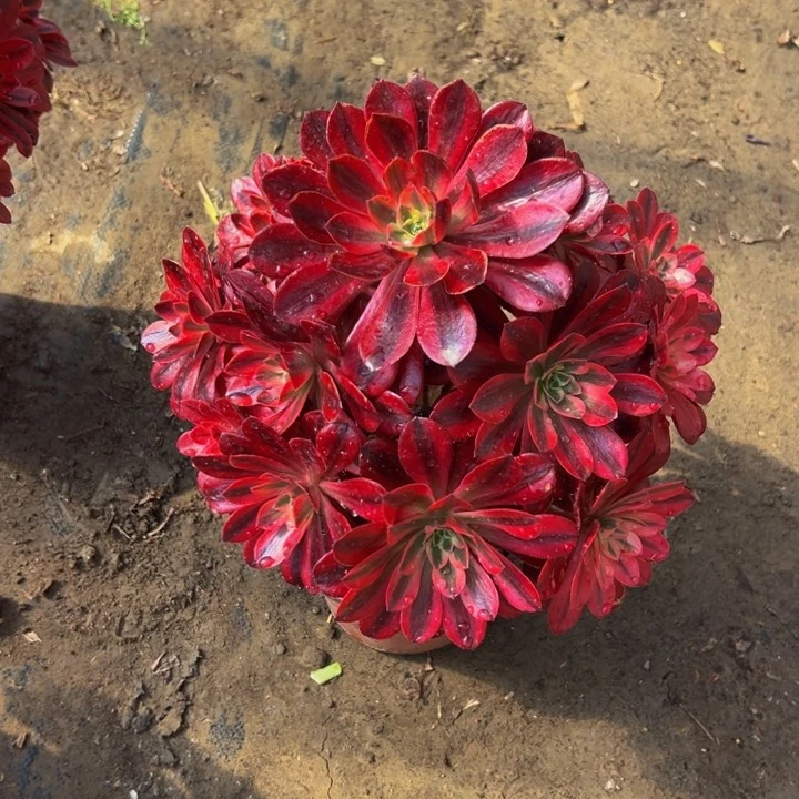 25.8大棵美杜莎一棵