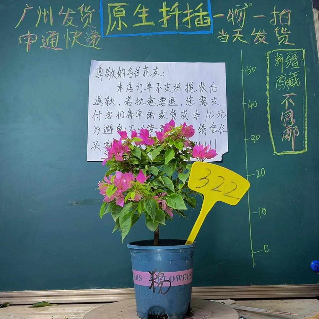 当前无花栽培后可以开花粉狐狸322