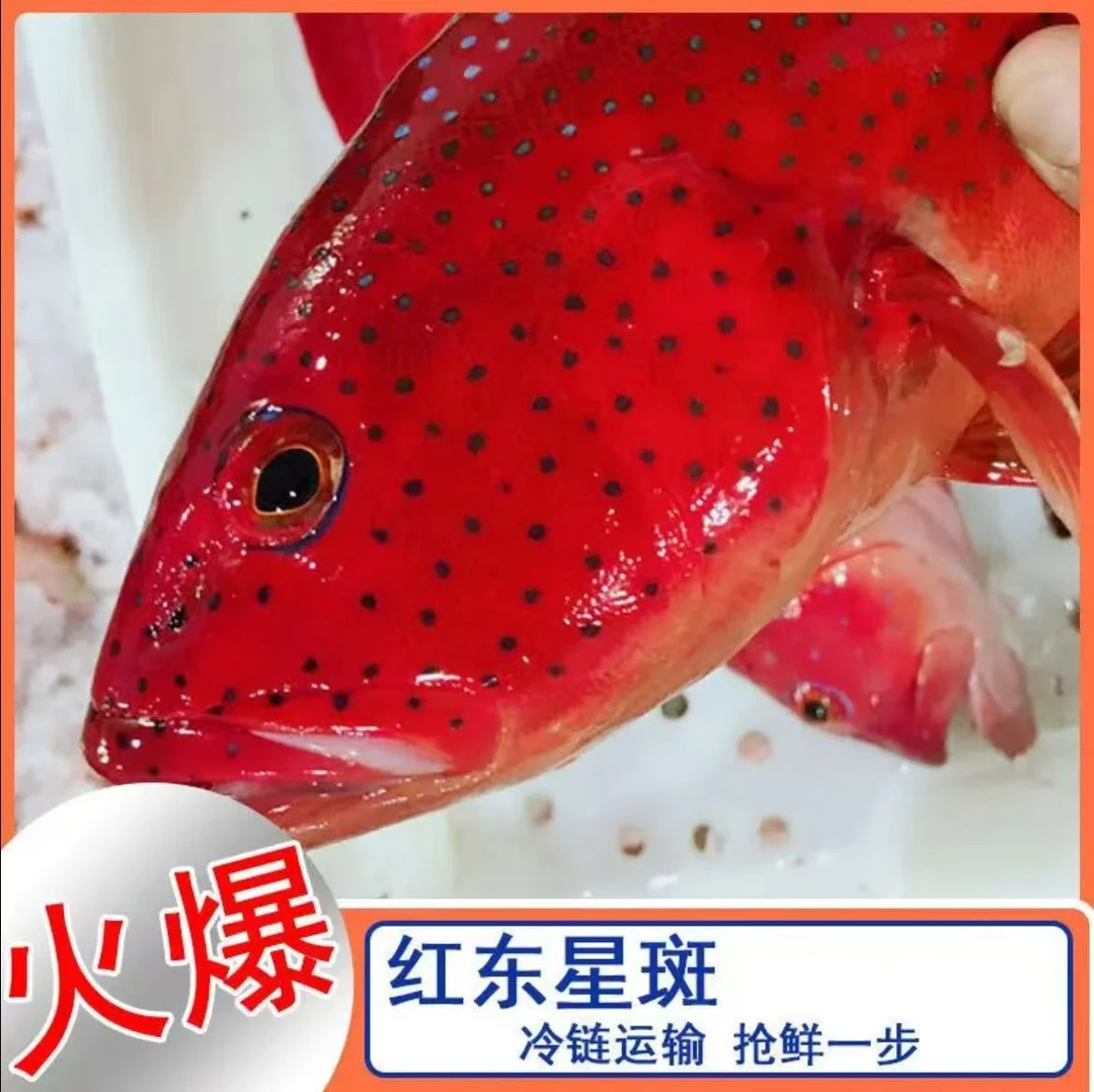 活冻大红东星斑福建海捕深海鱼宴会必备鱼中贵族