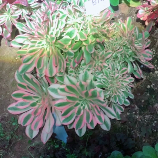 芳*多肉植物女巫缀746