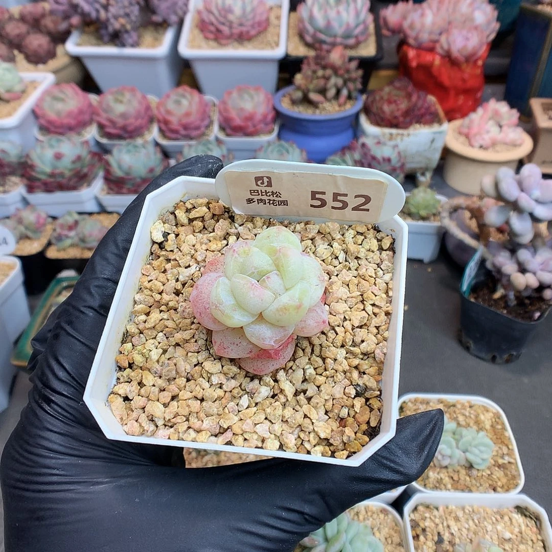 F**g552 冰玉石化多肉