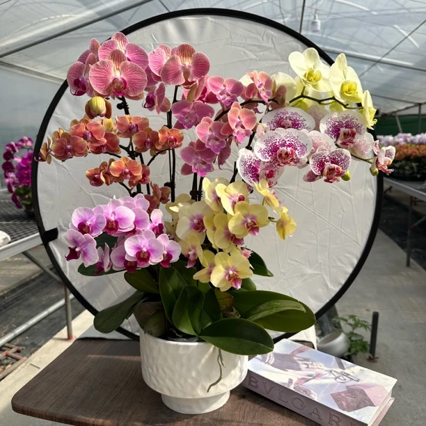 【彩云追月】组合蝴蝶兰种植 室内花卉 花期长