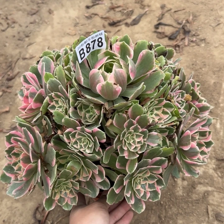 女妖……多肉植物……