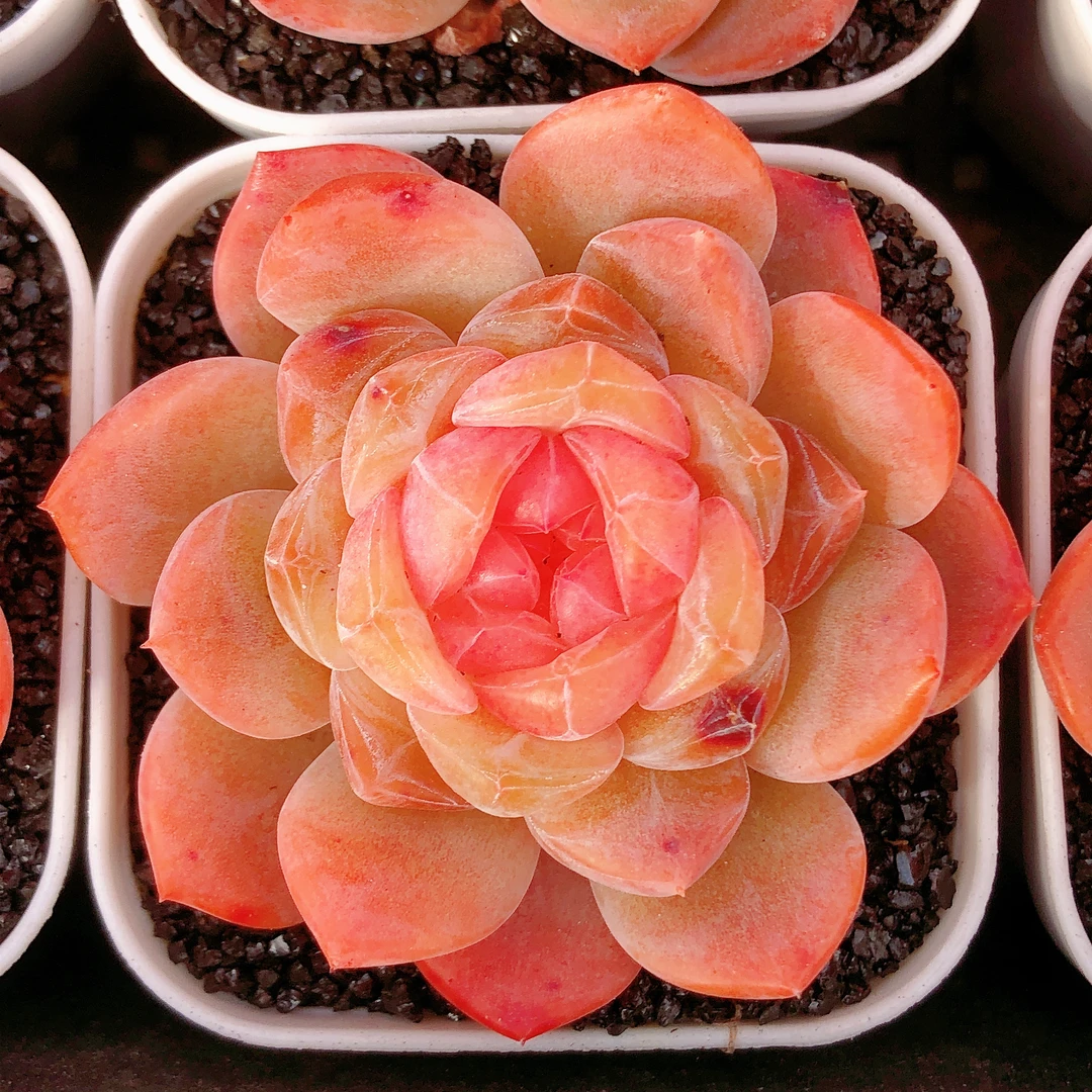 多肉植物  单头冰魄芳华一颗（尺寸4左右）满28元包邮除偏远