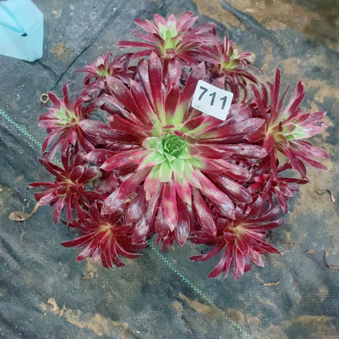 孔雀锦711多肉1111