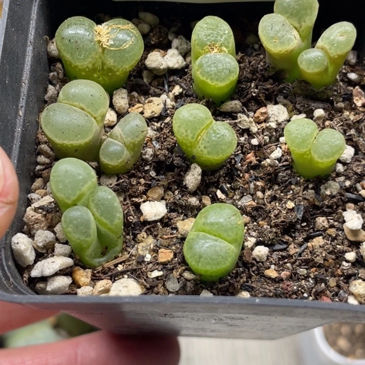 完全开放883樱花风铃带盆