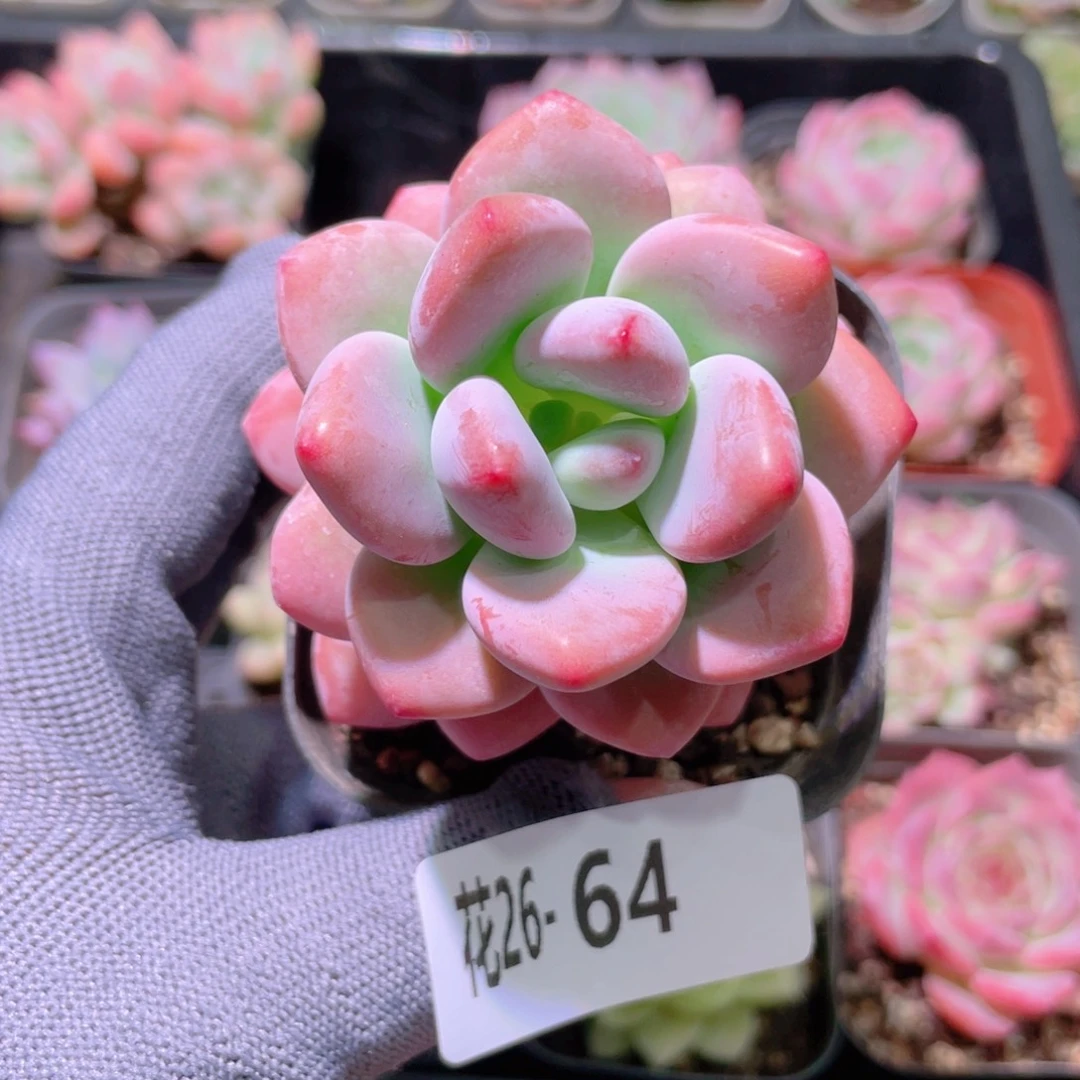 花利美26-64洛神