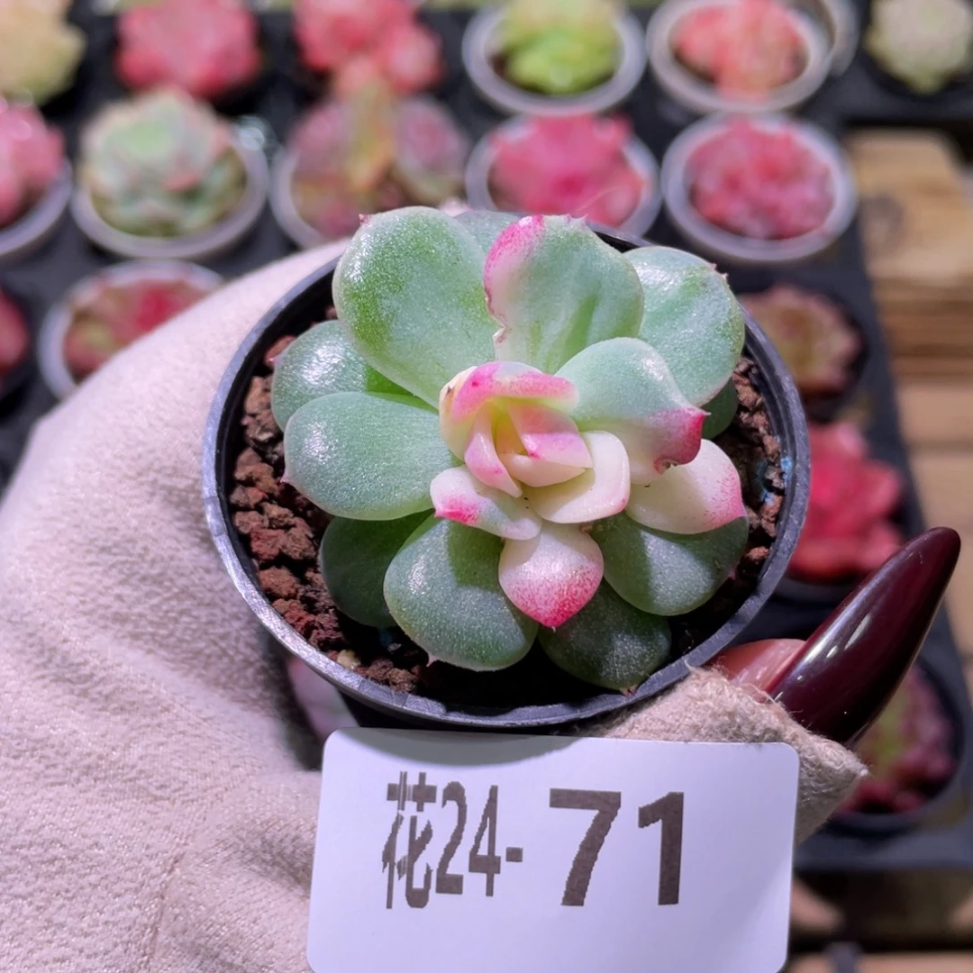 花利美24-71新品锦 微瑕