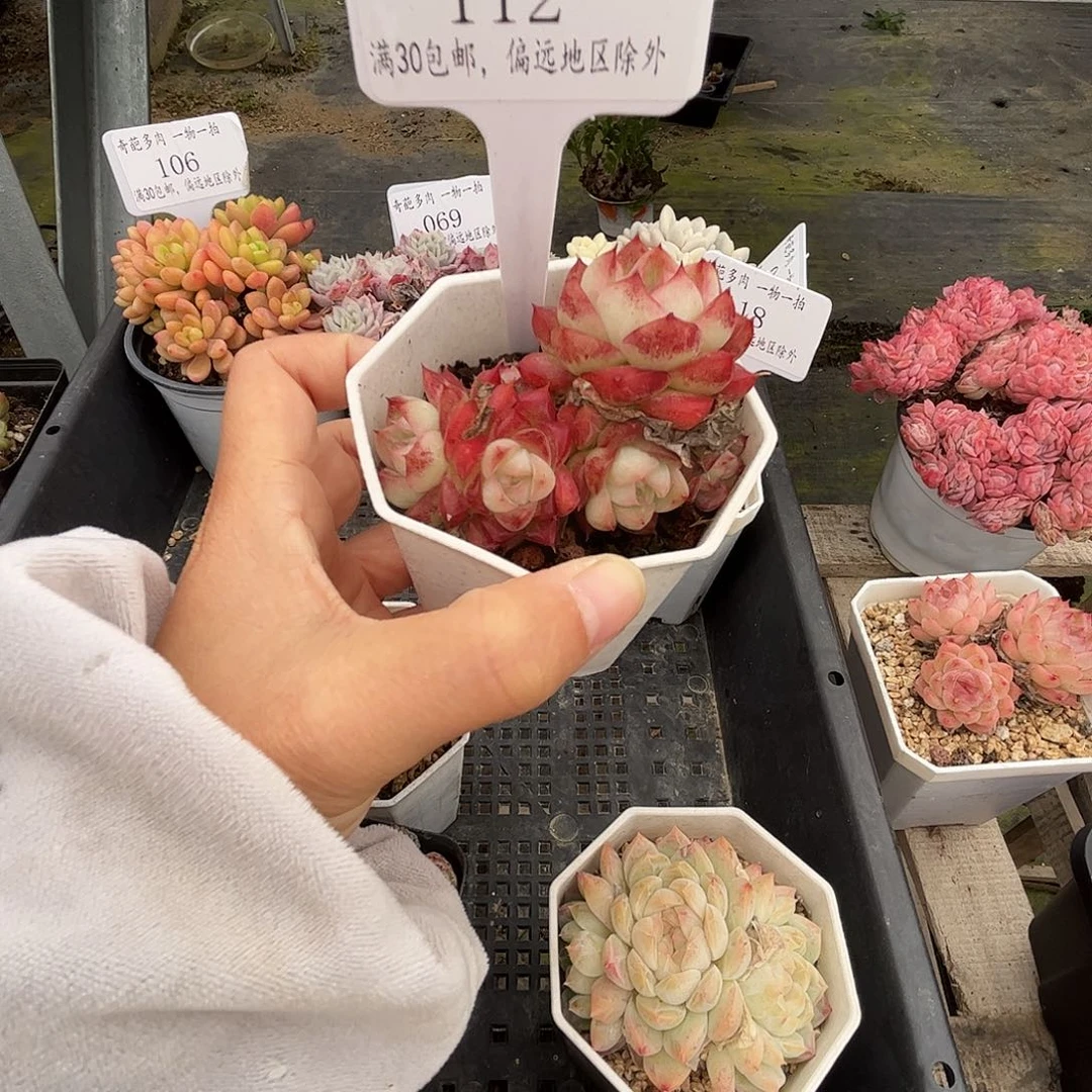 112 多肉脱土 群生不包整