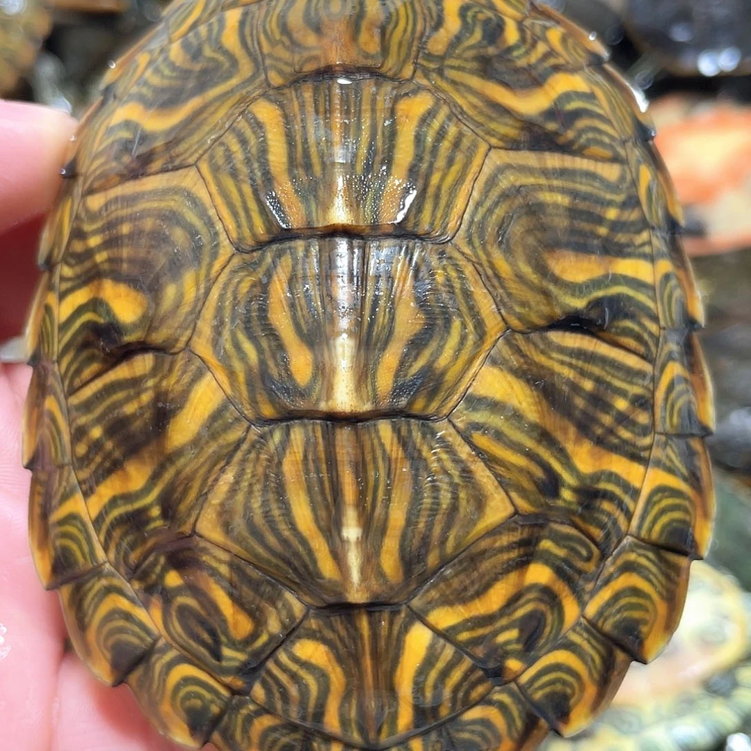 宠物龟不分公母9.5