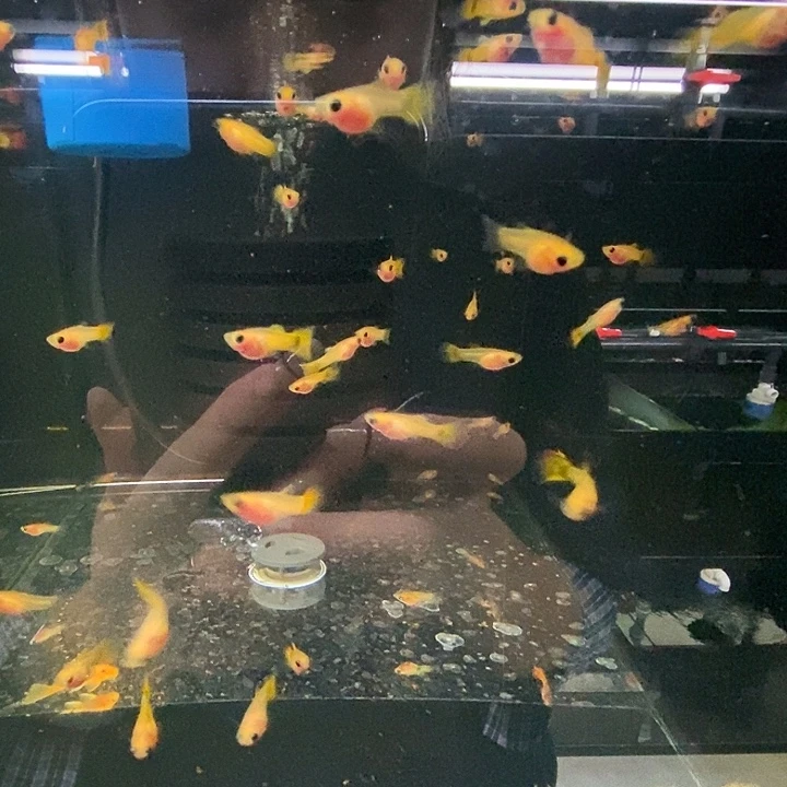 *****孔雀鱼黄金玻璃猫苗子25条