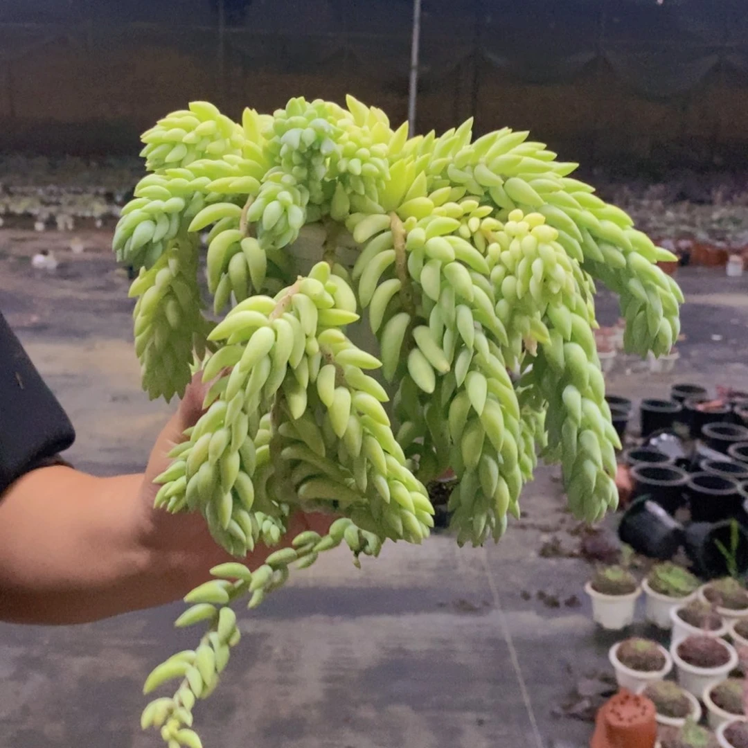 象牙玉坠散装带盆土，180杯