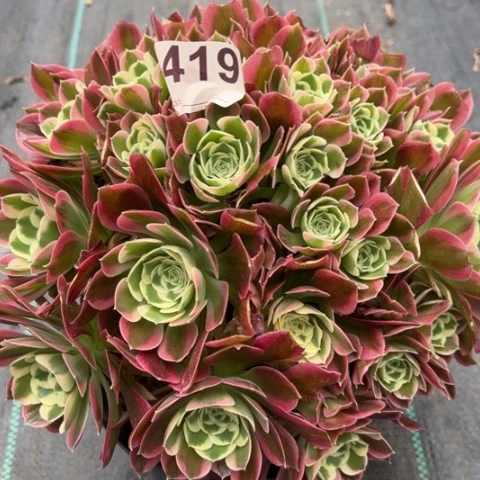 419白凤25厘米左右