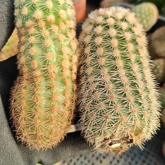 史蒂夫之梦侧芽2个福