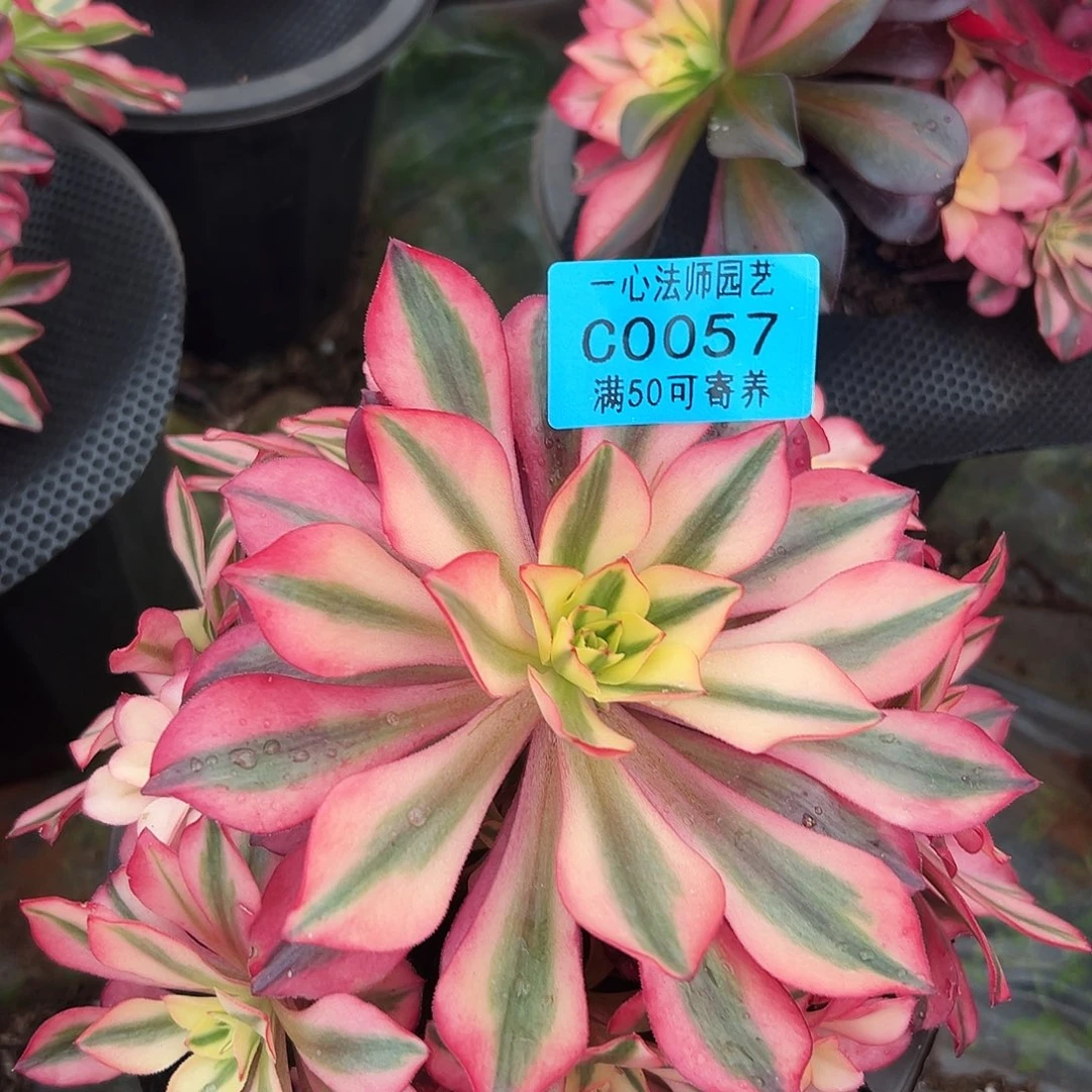 多肉植物0057粉樱桃