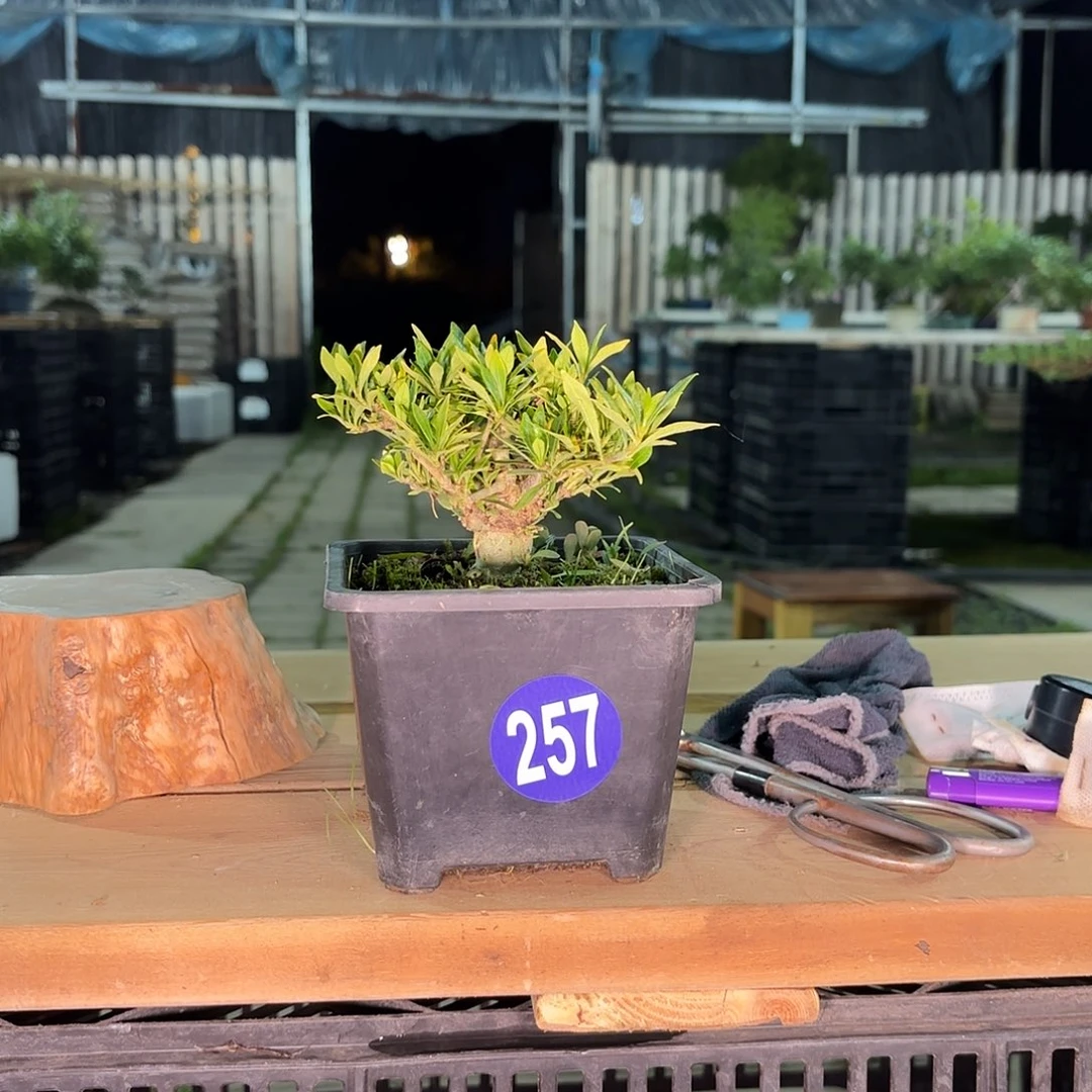 爱****萝一颗不留全场漏257