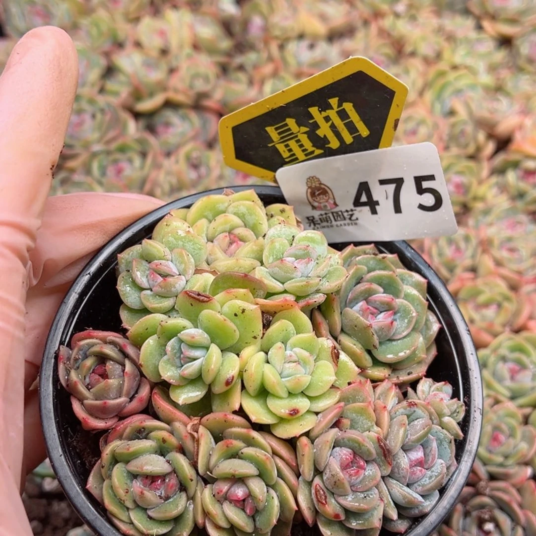 多肉植物多肉植物