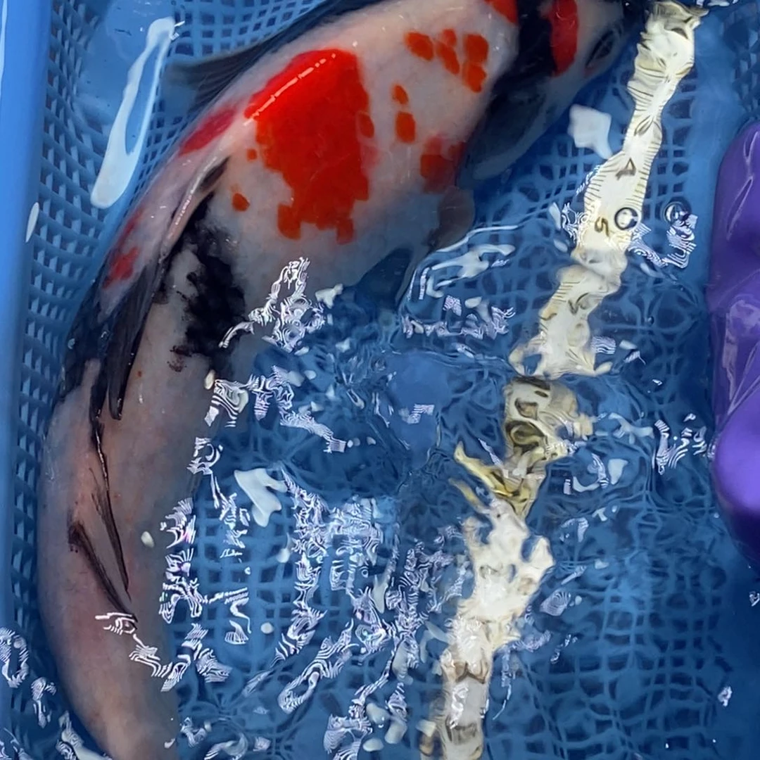 锦鲤冷水锦鲤包邮