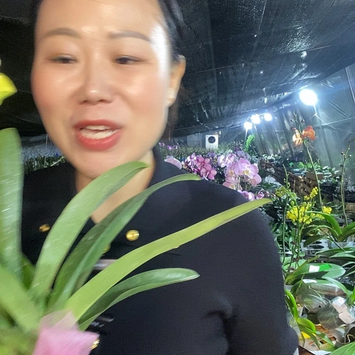 无花朵逗兰绿豆饼