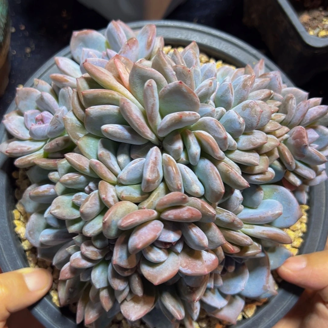 新年快乐 新年快乐 新年快乐